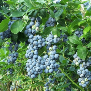 denis-blyu-denis-blue-3